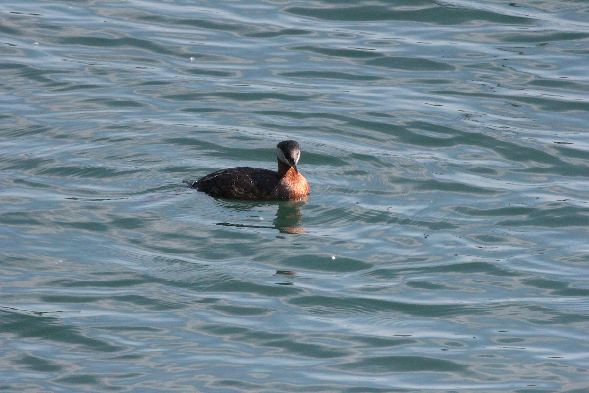 Red-necked Grebe - ML638281686