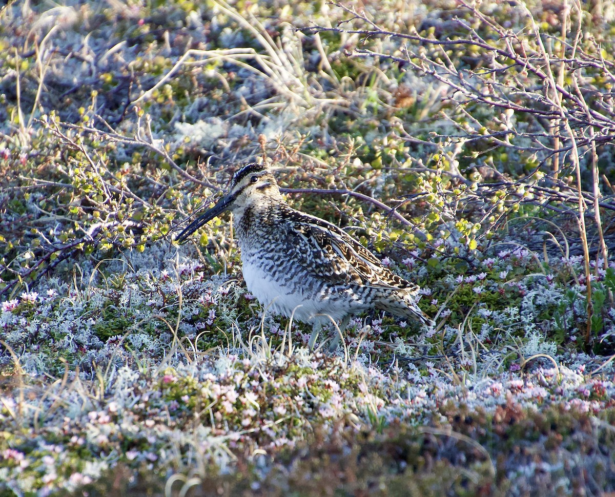 Wilson's Snipe - ML638281687