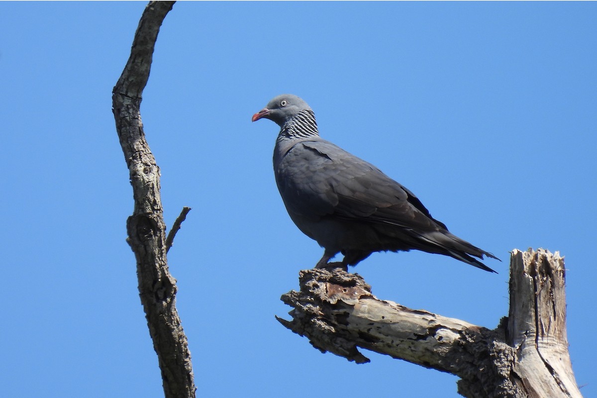Trocaz Pigeon - ML638281688