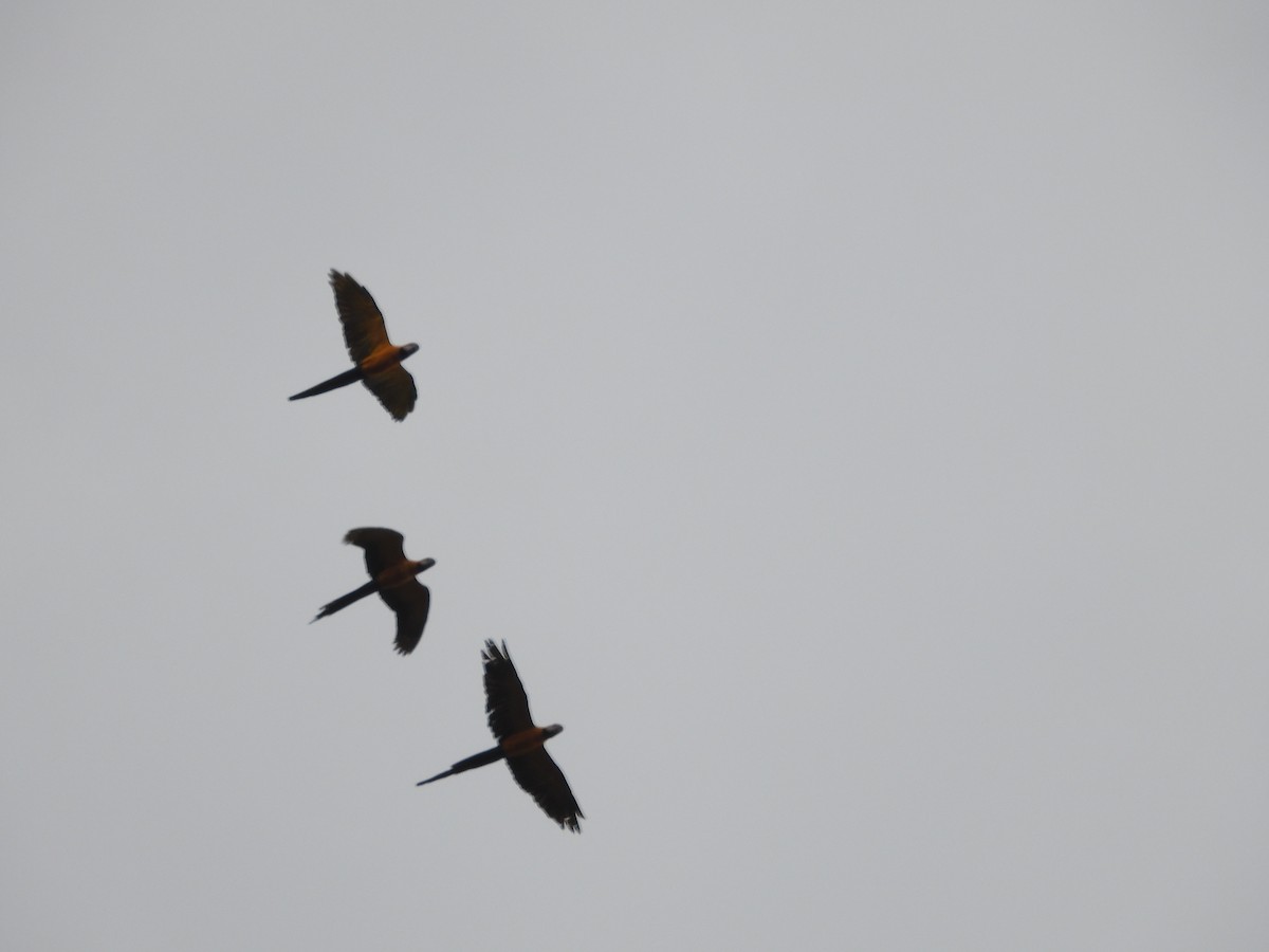 Blue-and-yellow Macaw - ML638281694