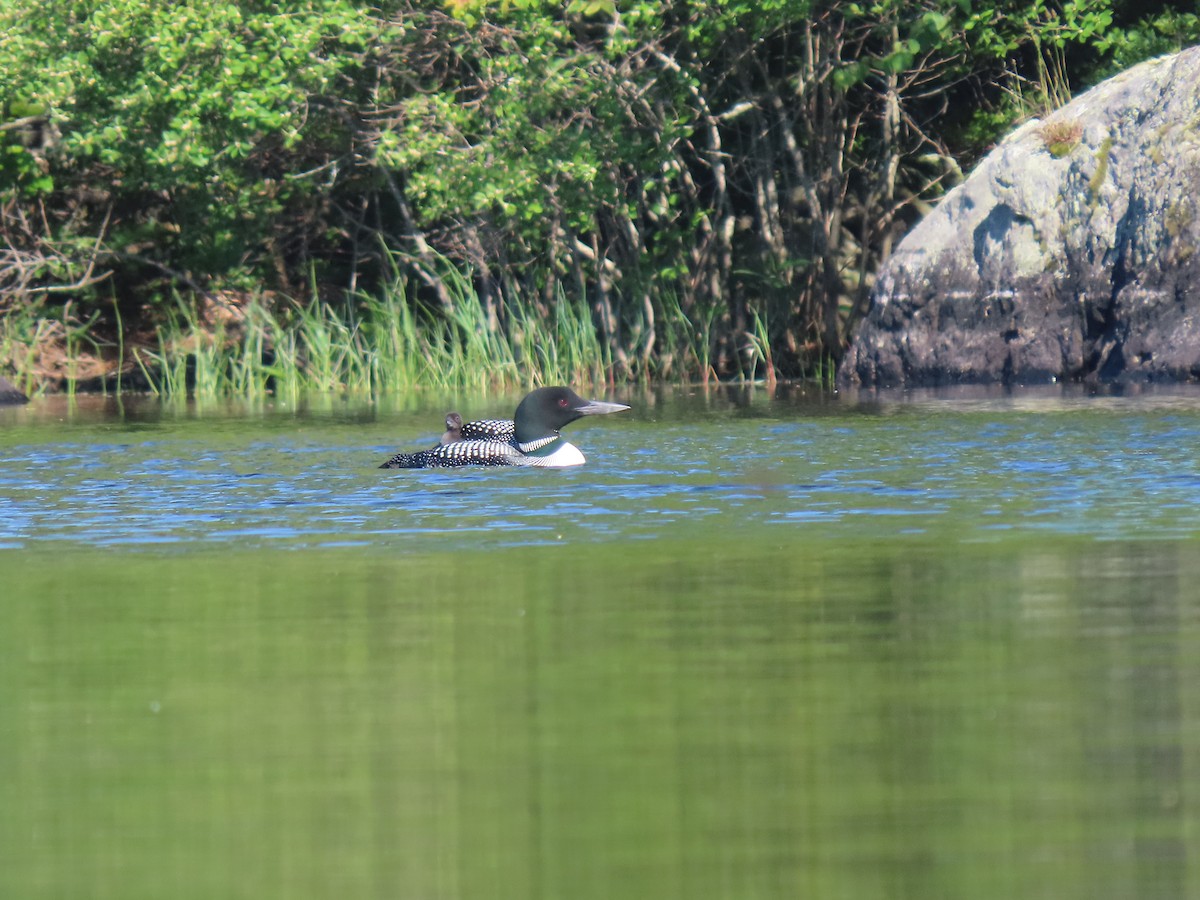 Common Loon - ML638281698