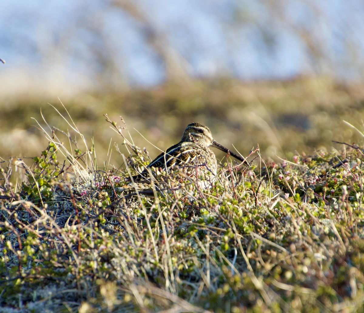 Wilson's Snipe - ML638281700