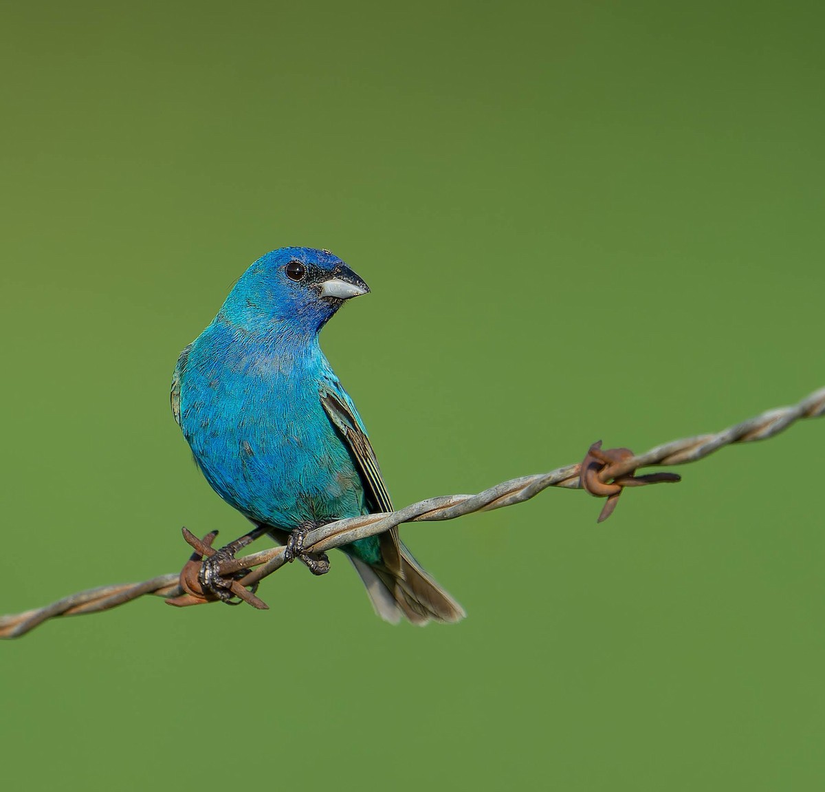 Indigo Bunting - ML638281701
