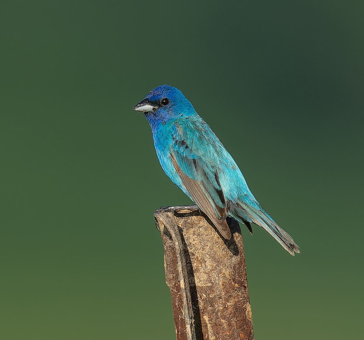 Indigo Bunting - ML638281702