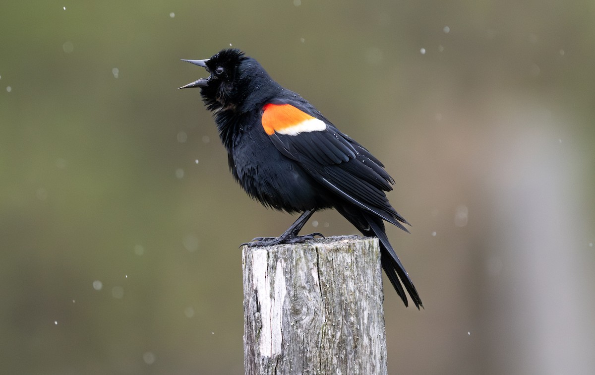 Red-winged Blackbird - ML638281703