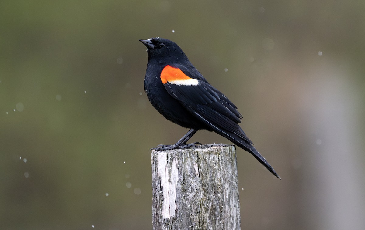 Red-winged Blackbird - ML638281704