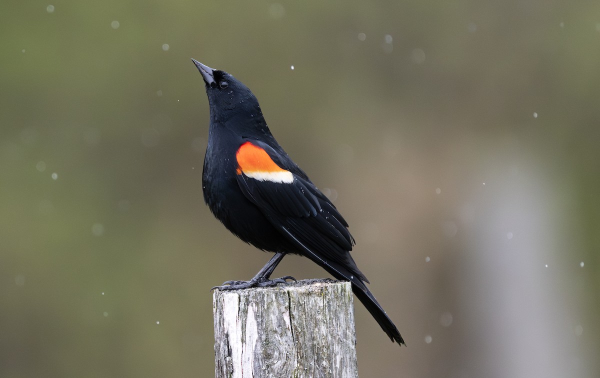 Red-winged Blackbird - ML638281705
