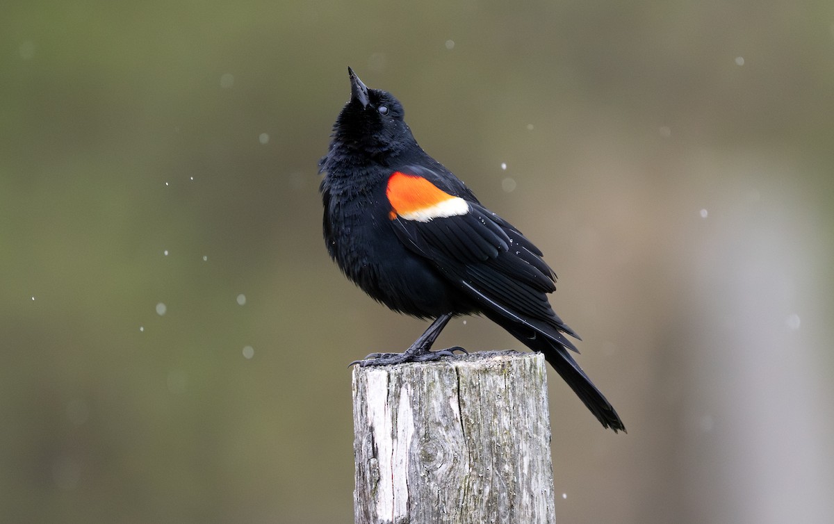 Red-winged Blackbird - ML638281706