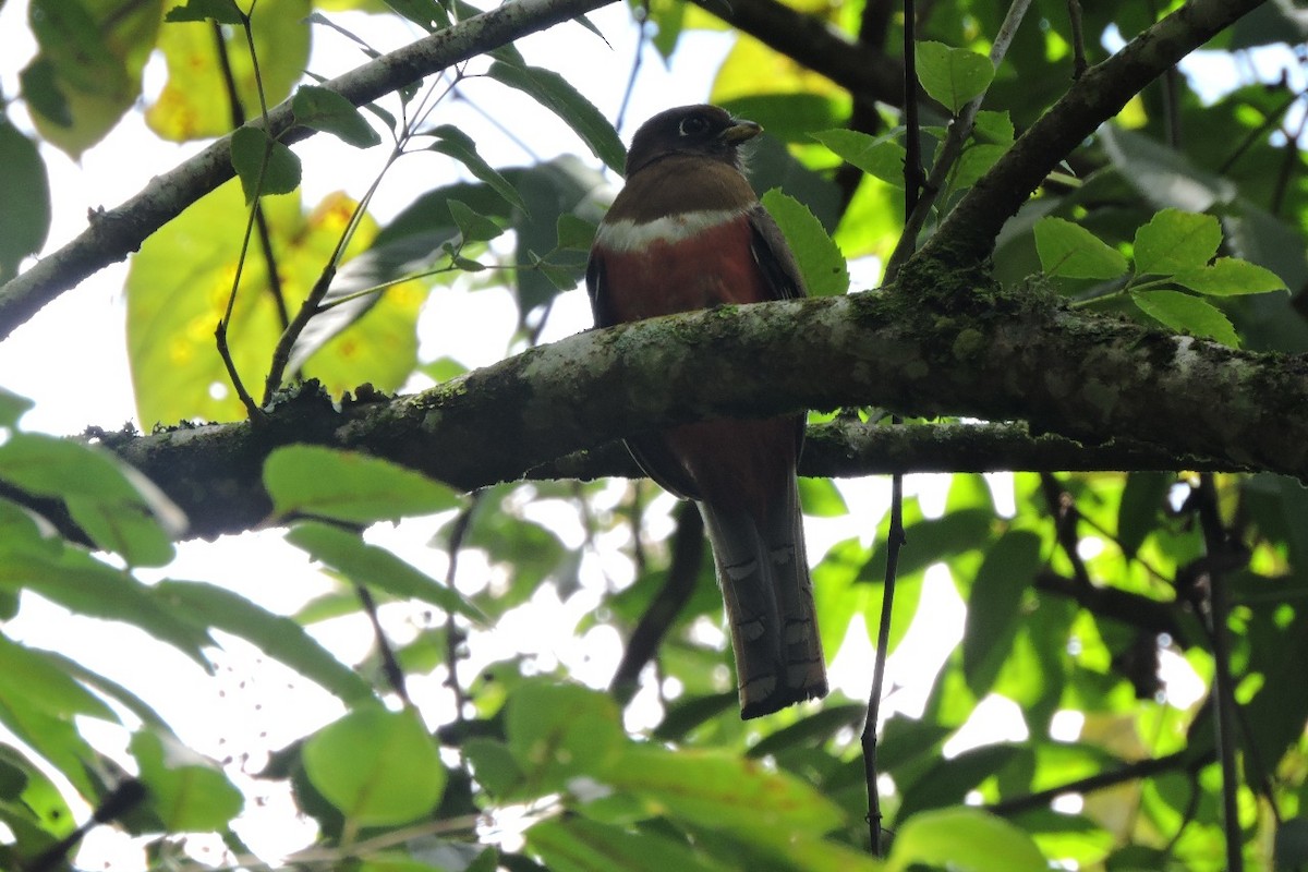 Collared Trogon (Collared) - ML638281708
