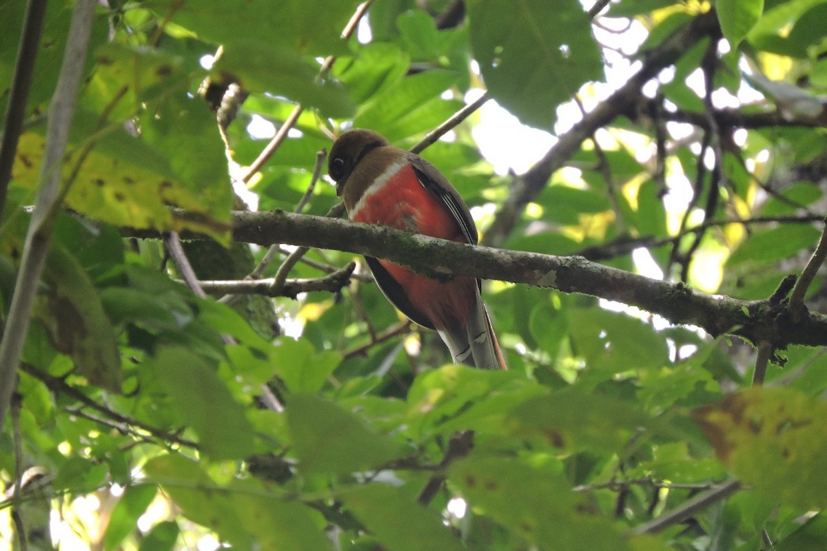 Collared Trogon (Collared) - ML638281709