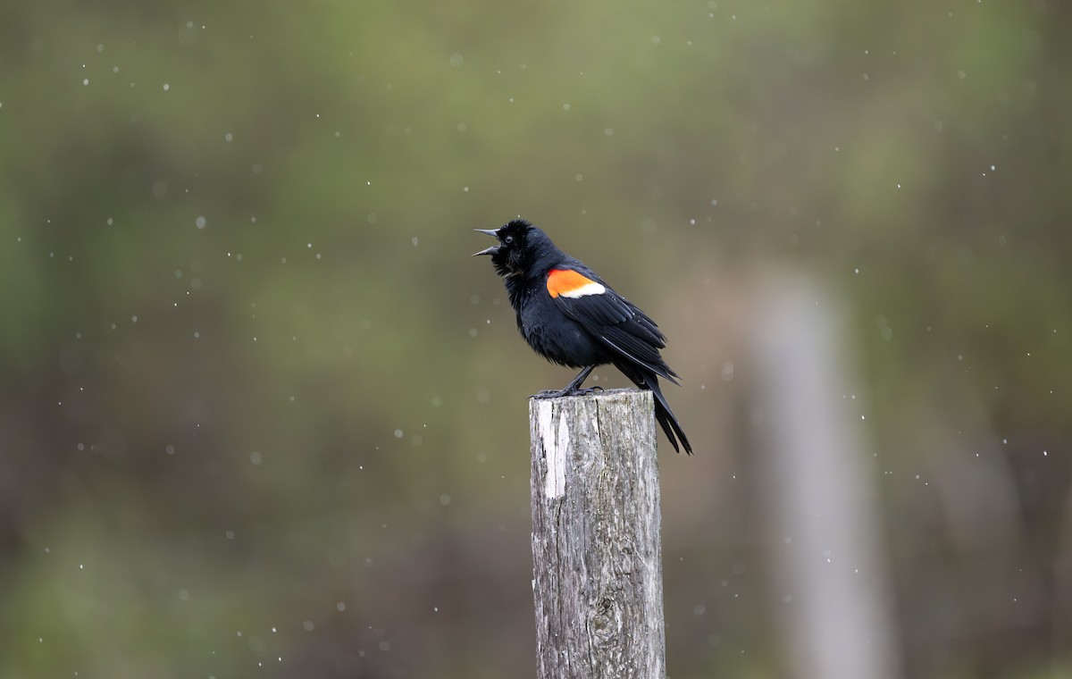 Red-winged Blackbird - ML638281711