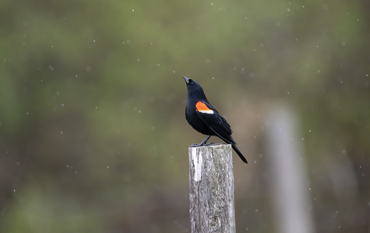Red-winged Blackbird - ML638281712