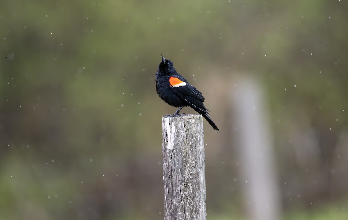 Red-winged Blackbird - ML638281713