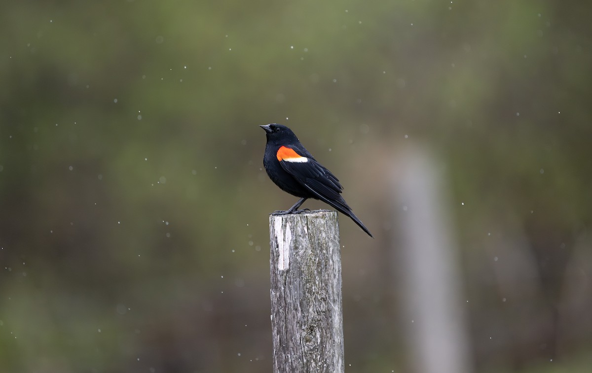 Red-winged Blackbird - ML638281714