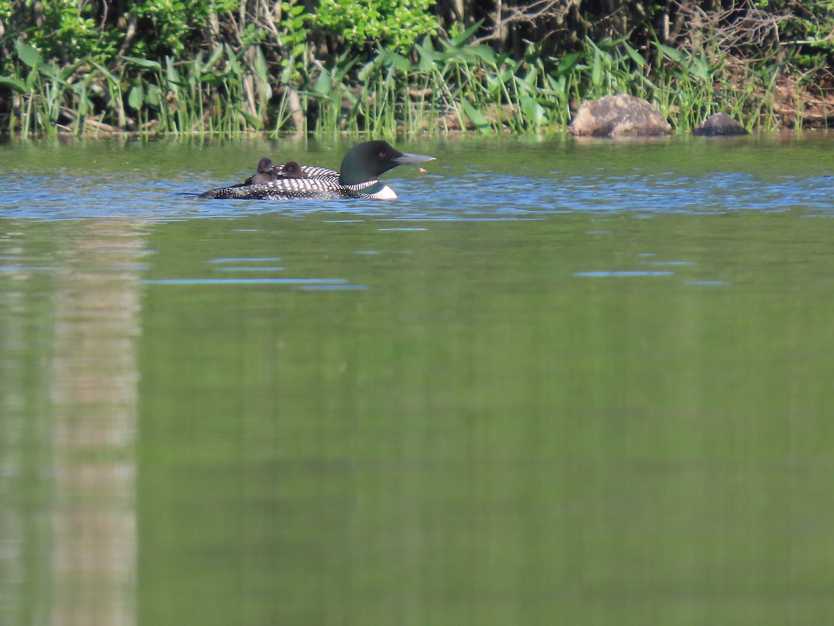 Common Loon - ML638281715