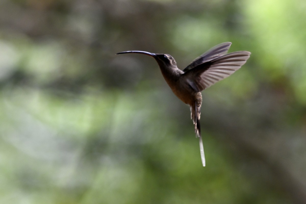 Great-billed Hermit (Amazonian) - ML638281719