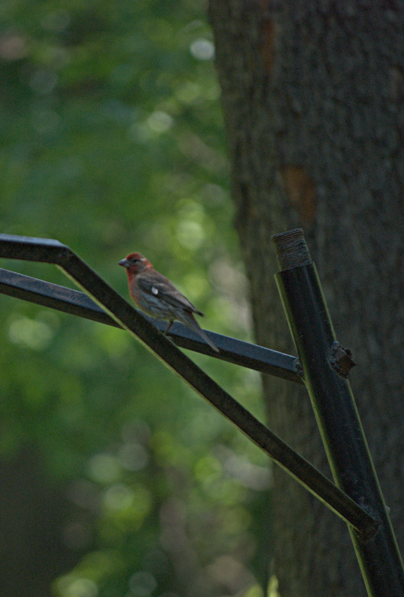 House Finch - ML638281729