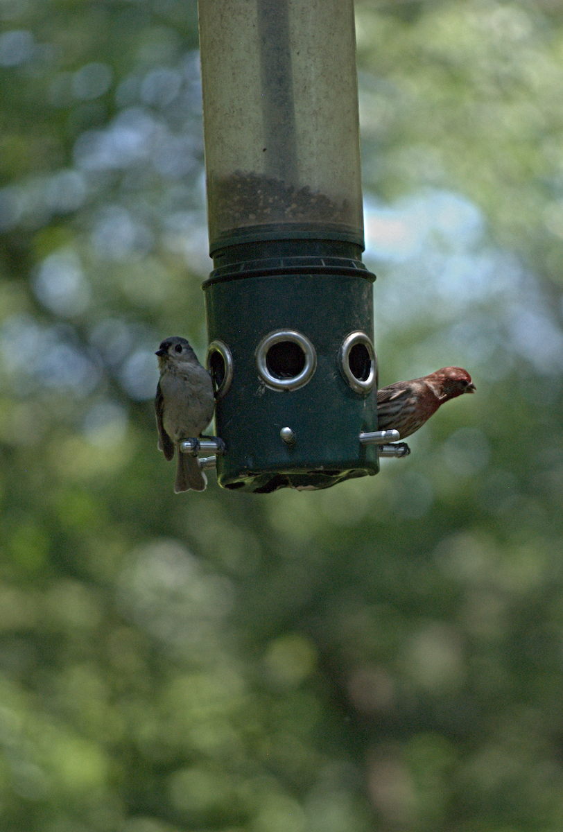 Tufted Titmouse - ML638281735
