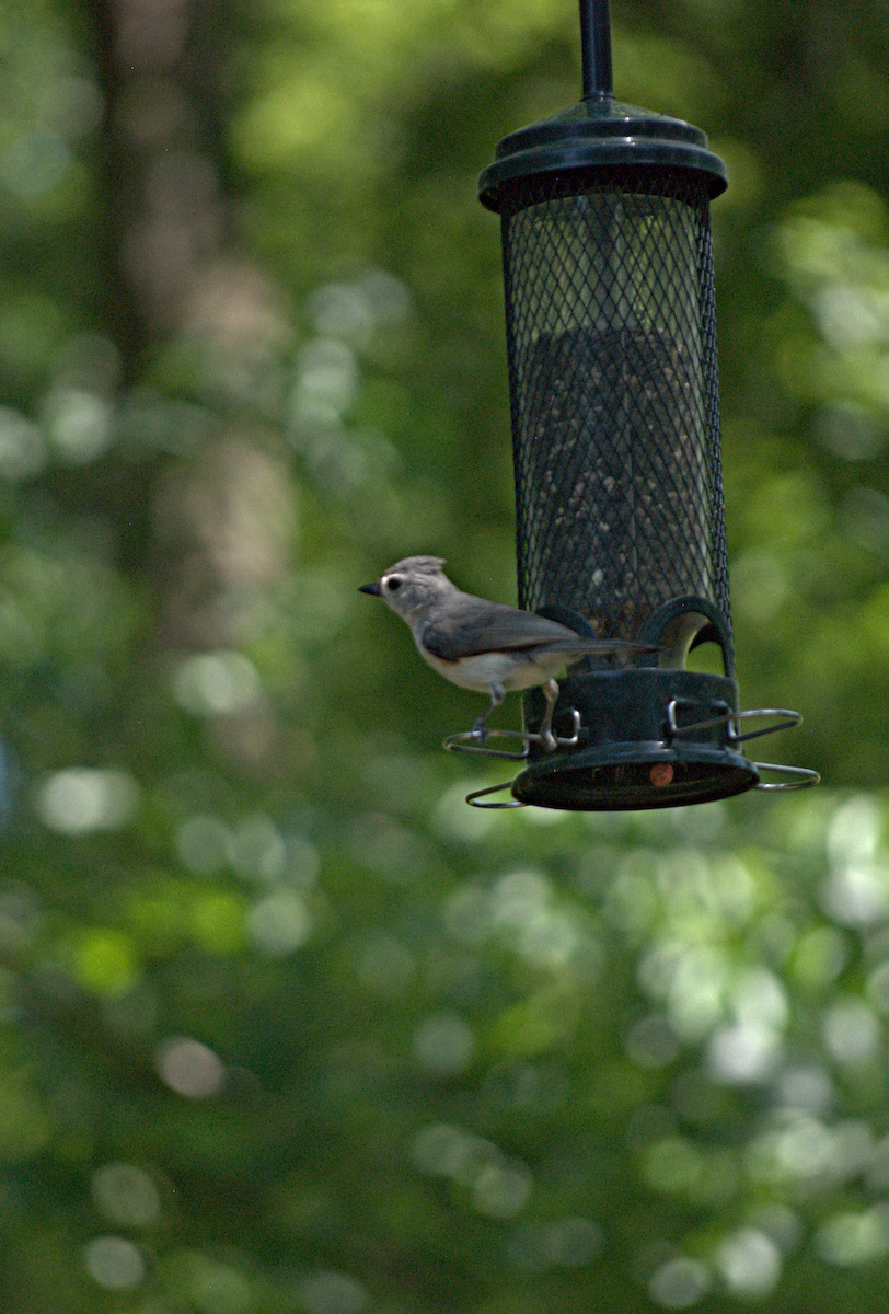 Tufted Titmouse - ML638281736