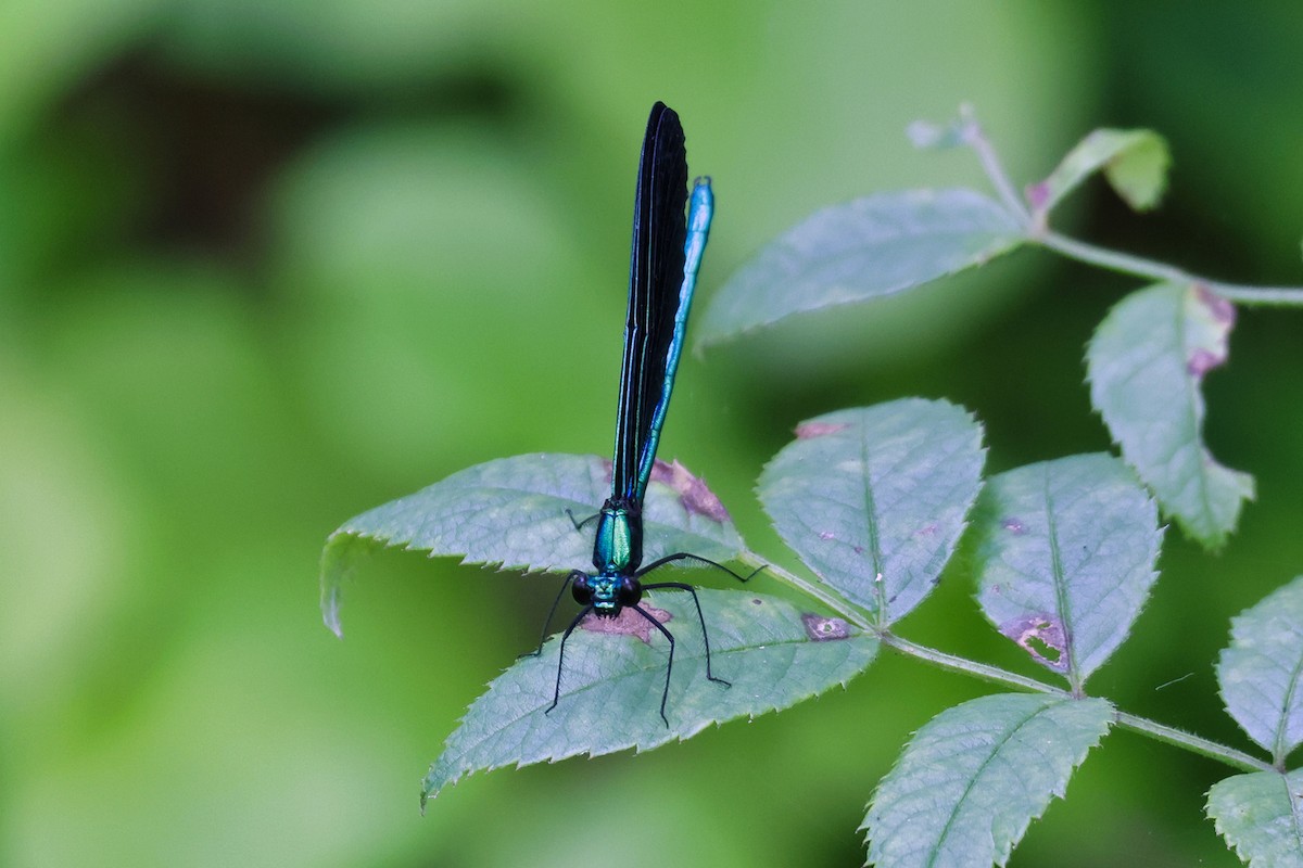 Insects - ML638281742