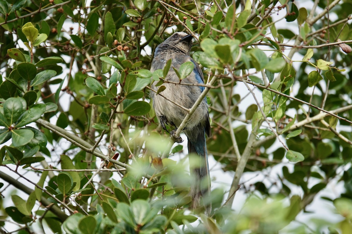 Florida Scrub-Jay - ML638281744