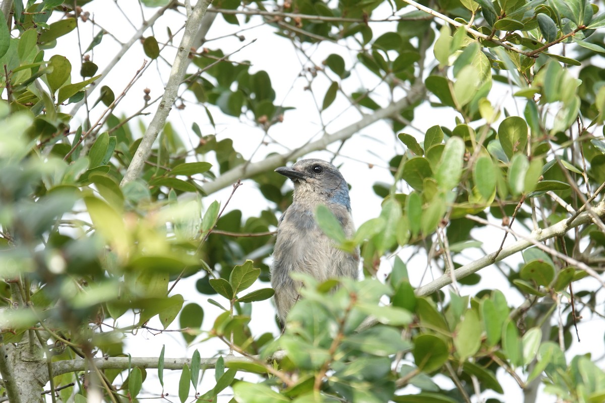 Florida Scrub-Jay - ML638281745