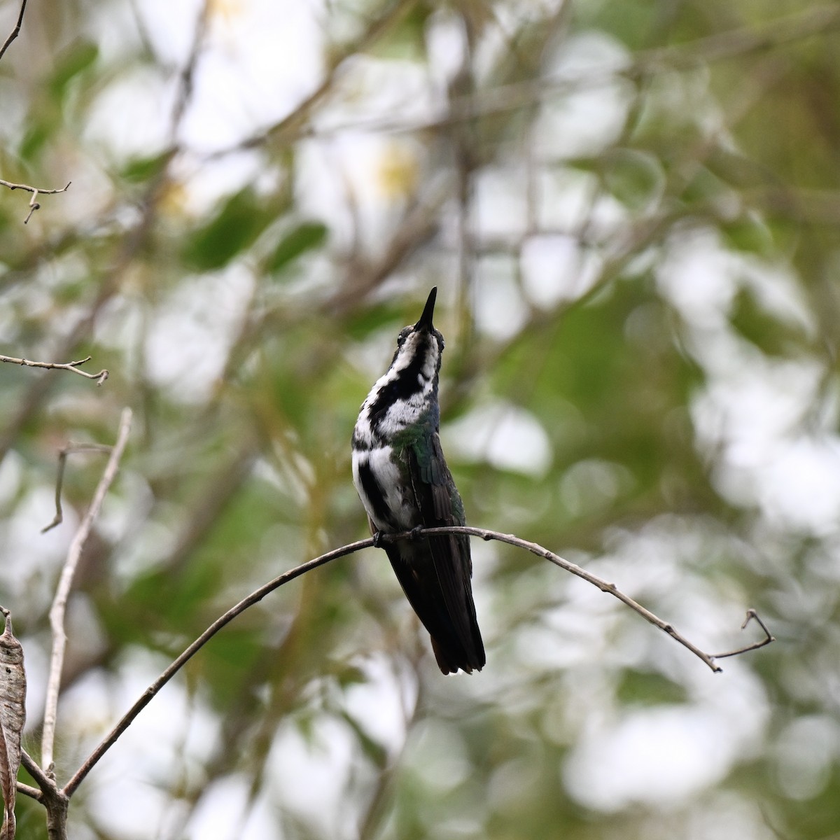 Black-throated Mango - ML638281748