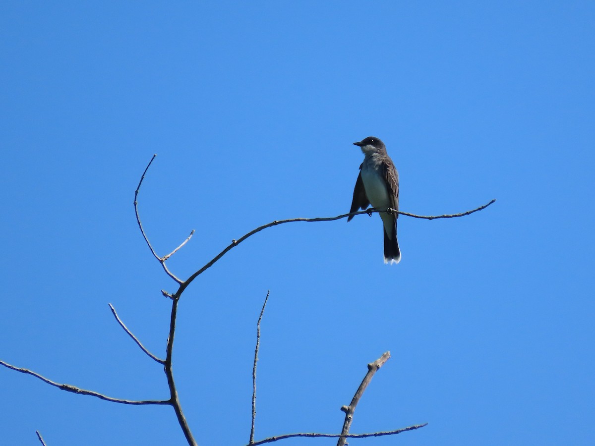 Eastern Kingbird - ML638281749