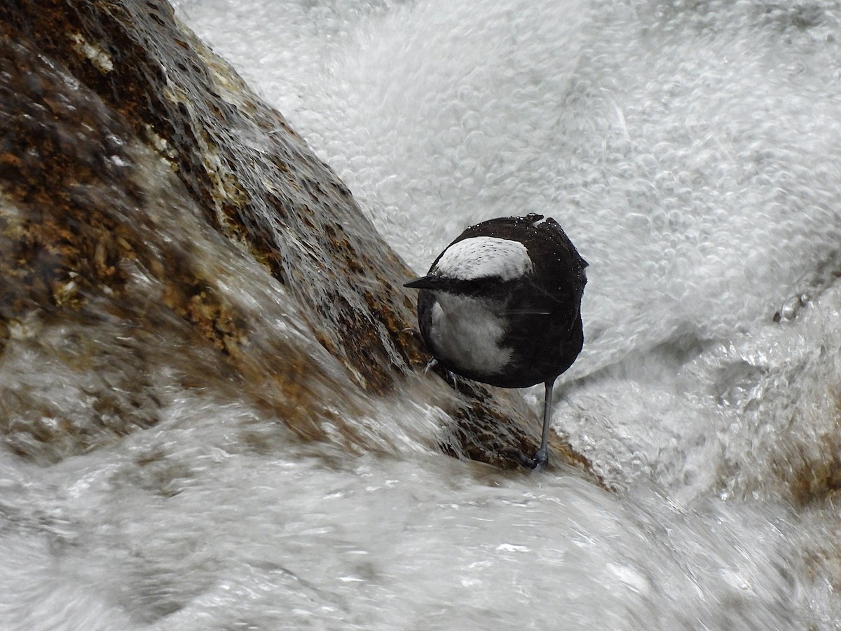 White-capped Dipper - ML638281752