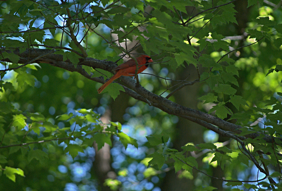 Cardinal rouge - ML638281756