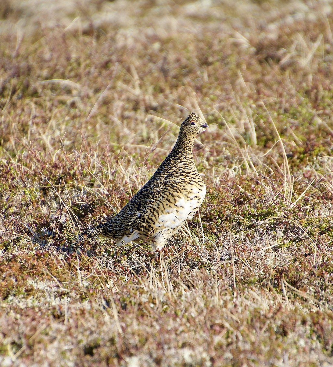 bělokur rousný - ML638281758