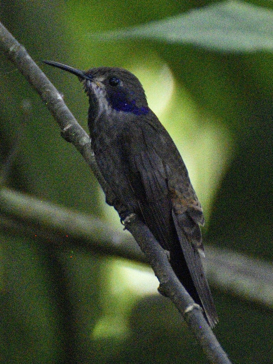 Brown Violetear - ML638281760