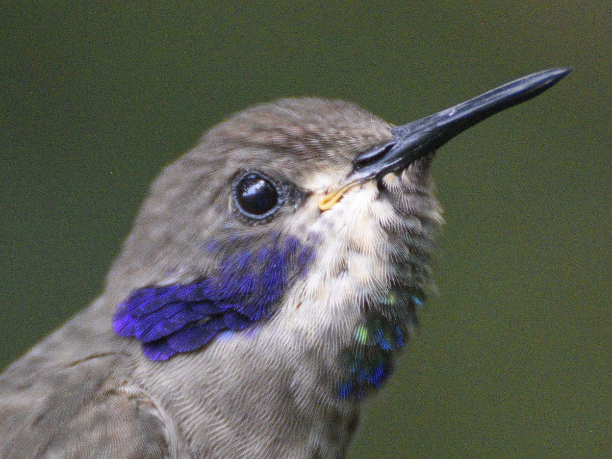 Brown Violetear - ML638281761