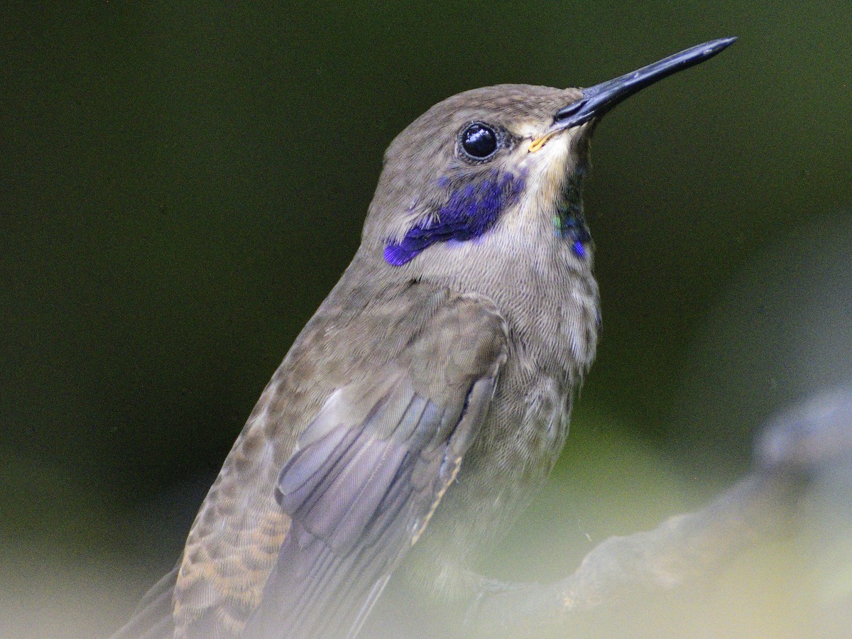 Brown Violetear - ML638281764