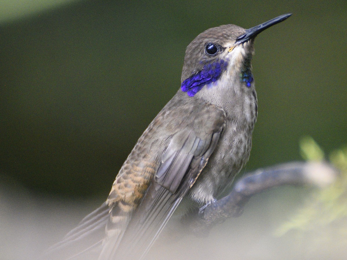 Brown Violetear - ML638281766