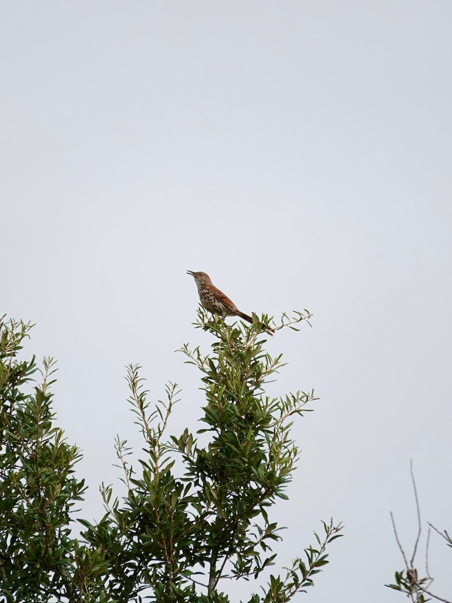Brown Thrasher - ML638281768