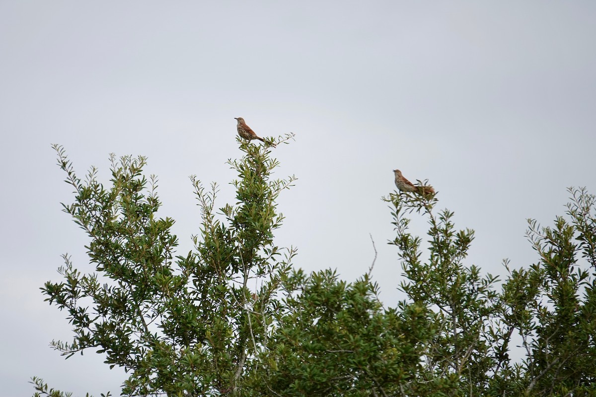 Brown Thrasher - ML638281769