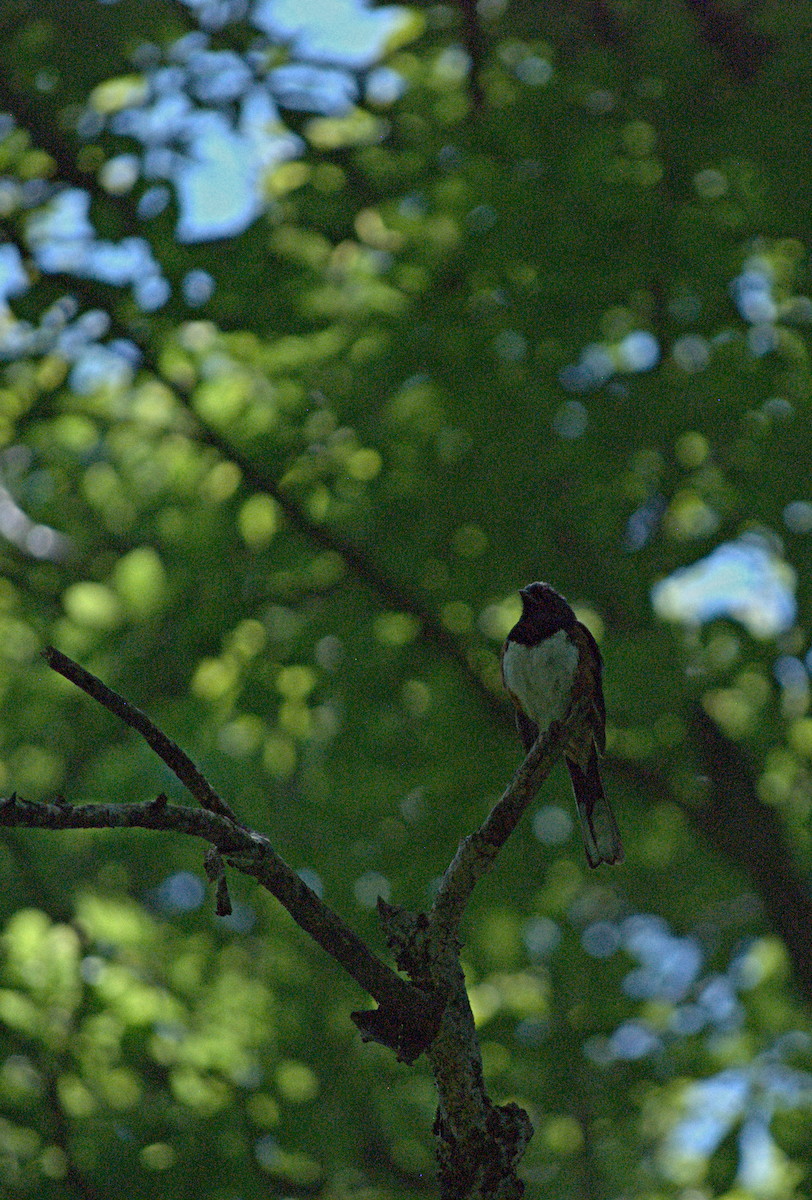 Eastern Towhee - ML638281776