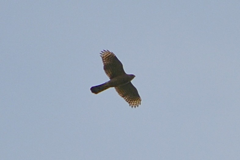 Cooper's Hawk - ML638281777