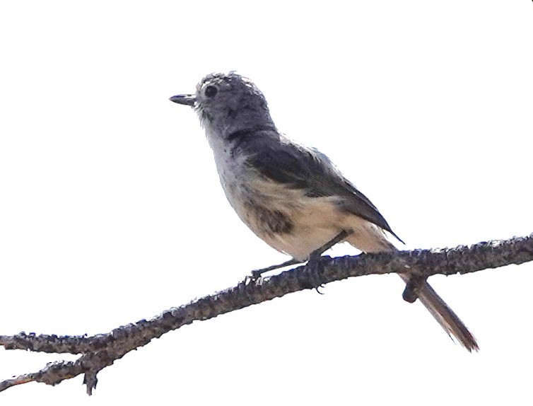 Gray Vireo - ML638281780