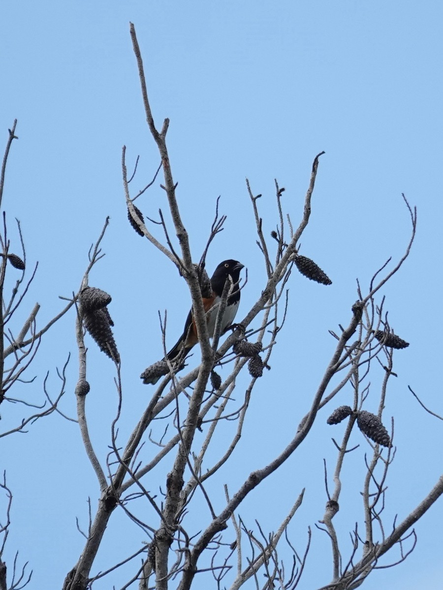Eastern Towhee - ML638281783