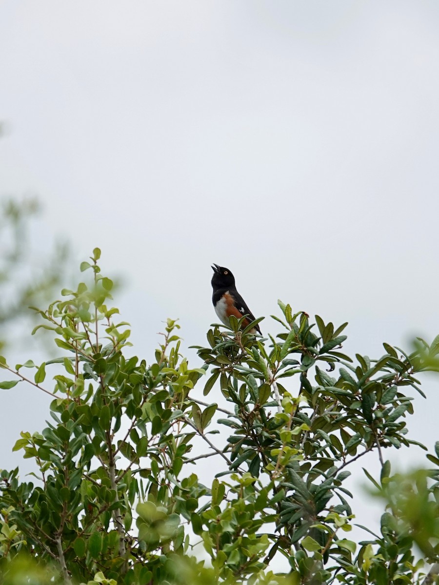 Eastern Towhee - ML638281784