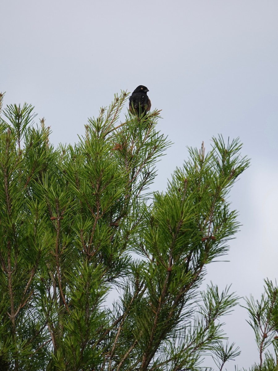 Eastern Towhee - ML638281785