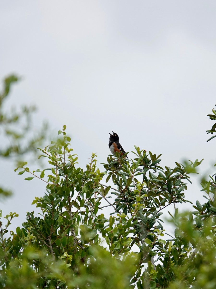 Eastern Towhee - ML638281786