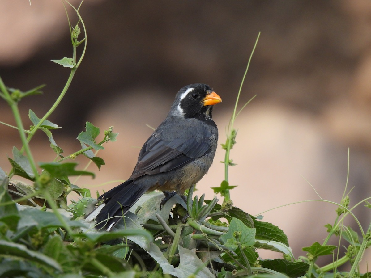 Golden-billed Saltator - ML638281799
