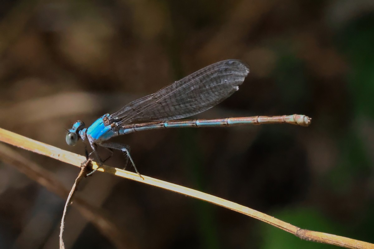 Insects - ML638281800