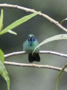 Lesser Violetear - ML638281804
