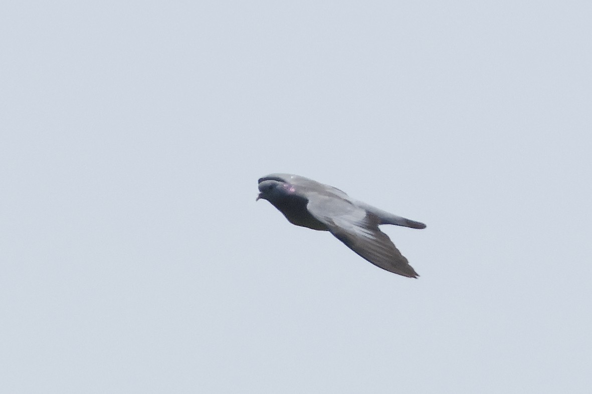 Stock Dove - ML638281808