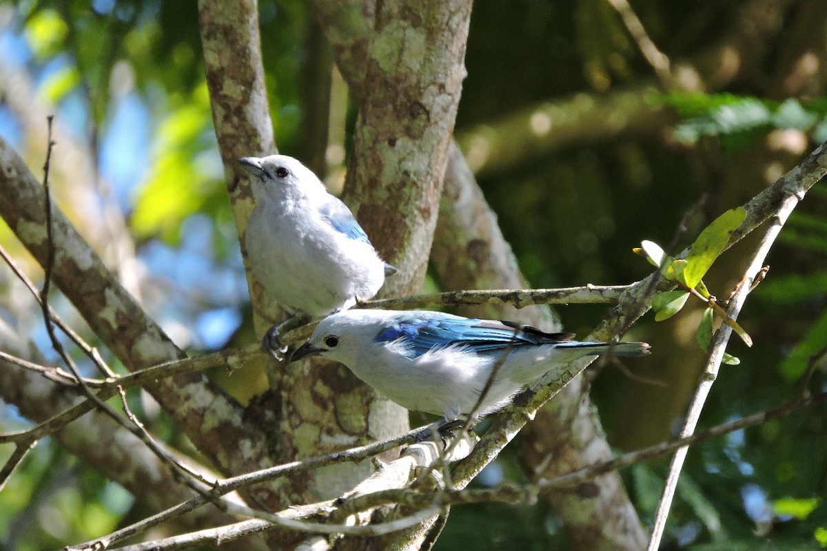 Blue-gray Tanager - ML638281811