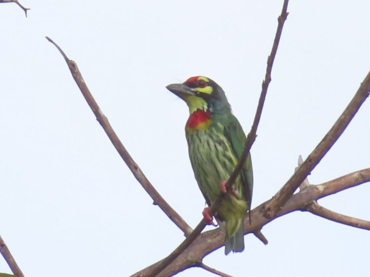 Coppersmith Barbet - ML638281813